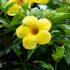 Allamanda Vine