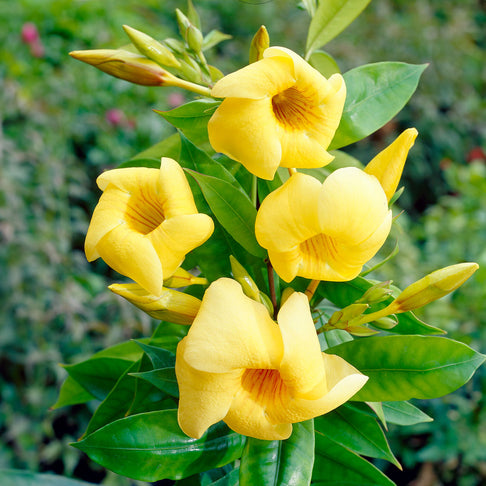 Allamanda Vine