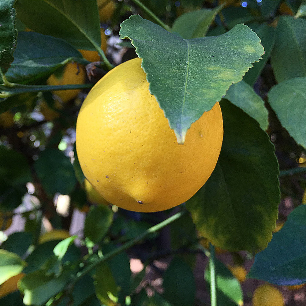 Eureka Lemon Tree