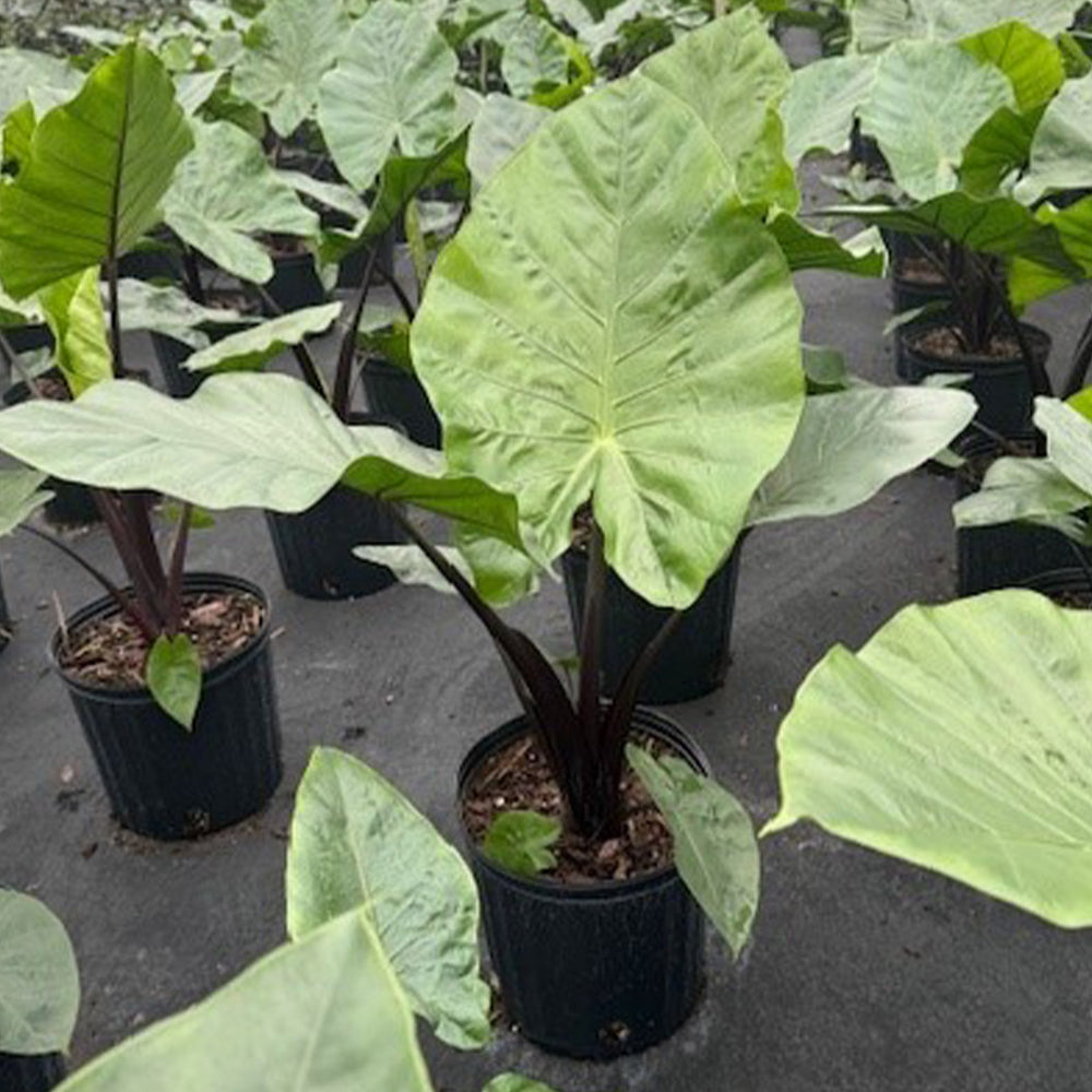 Alocasia Dark Star Shrub