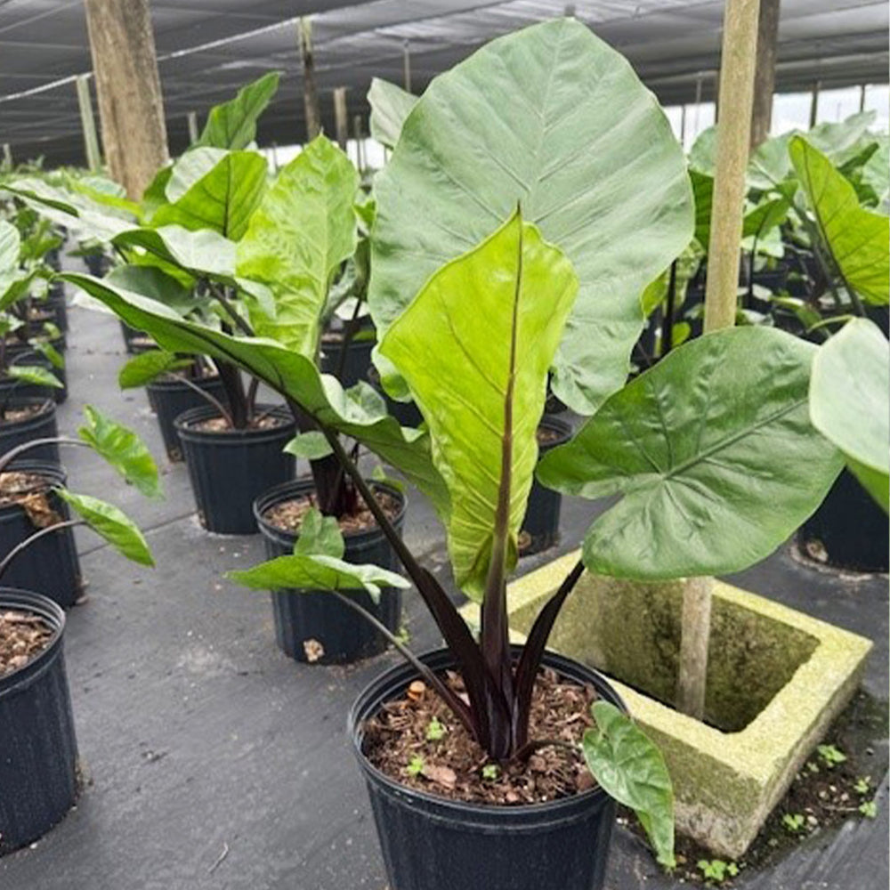 Alocasia Dark Star Shrub