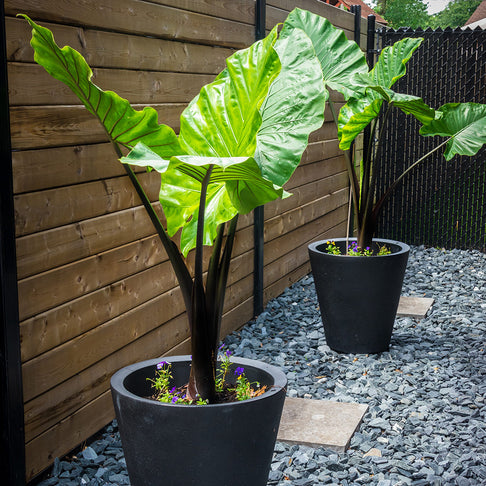 Alocasia Dark Star Shrub