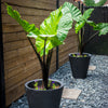 Alocasia Dark Star Shrub
