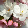 Amanogawa Flowering Cherry Tree
