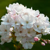 Amanogawa Flowering Cherry Tree