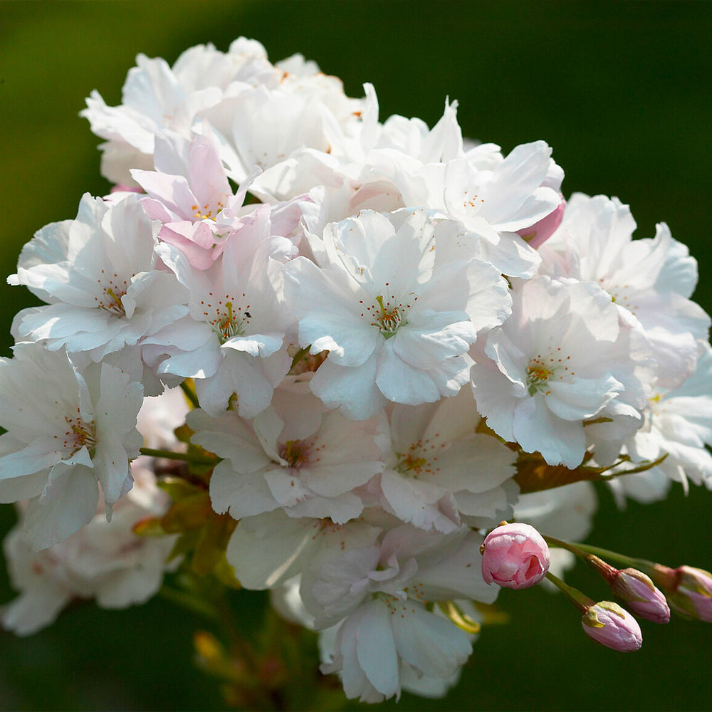 Amanogawa Flowering Cherry Tree