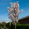 Amanogawa Flowering Cherry Tree
