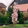 Amanogawa Flowering Cherry Tree