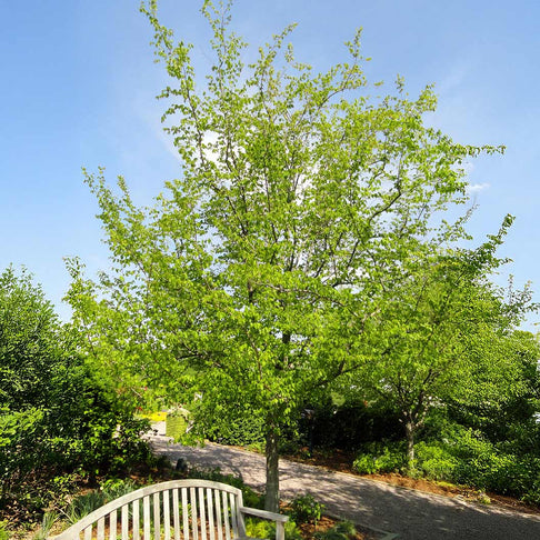 American Hornbeam Tree