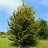 American Hornbeam Tree