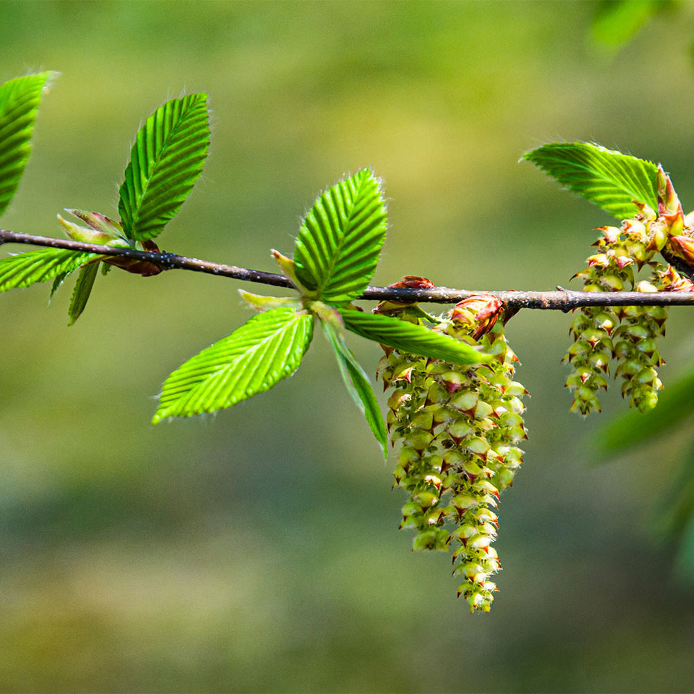 American Hornbeam Tree