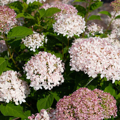 American Lace™ Pink Smooth Hydrangea Shrub