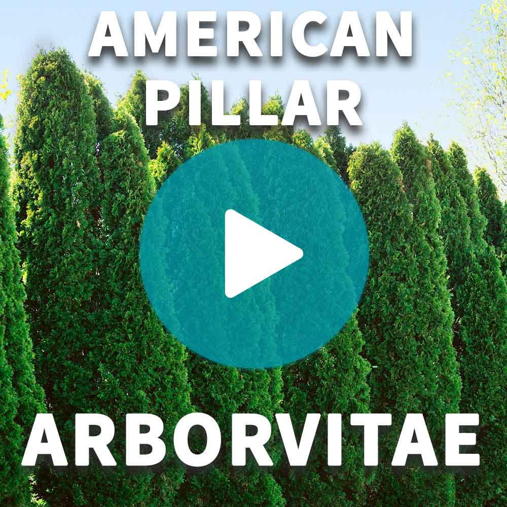 Full Speed A Hedge® American Pillar Arborvitae