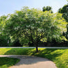American Yellowwood Tree
