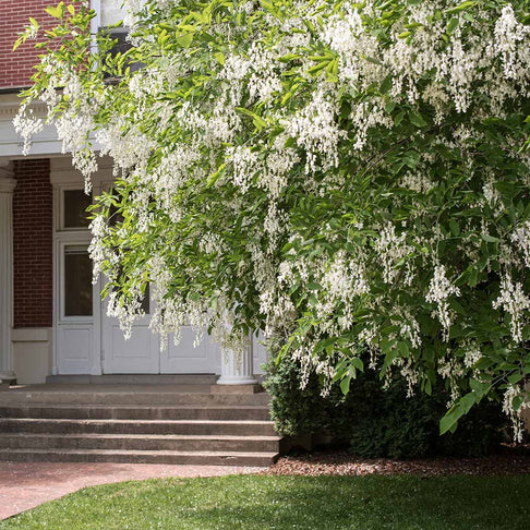 American Yellowwood Tree