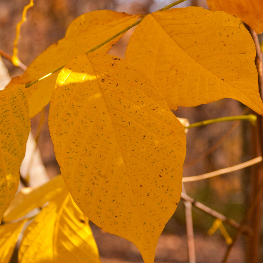 American Yellowwood Tree