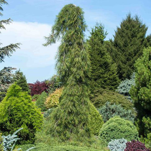 Angel Falls Eastern White Pine Tree