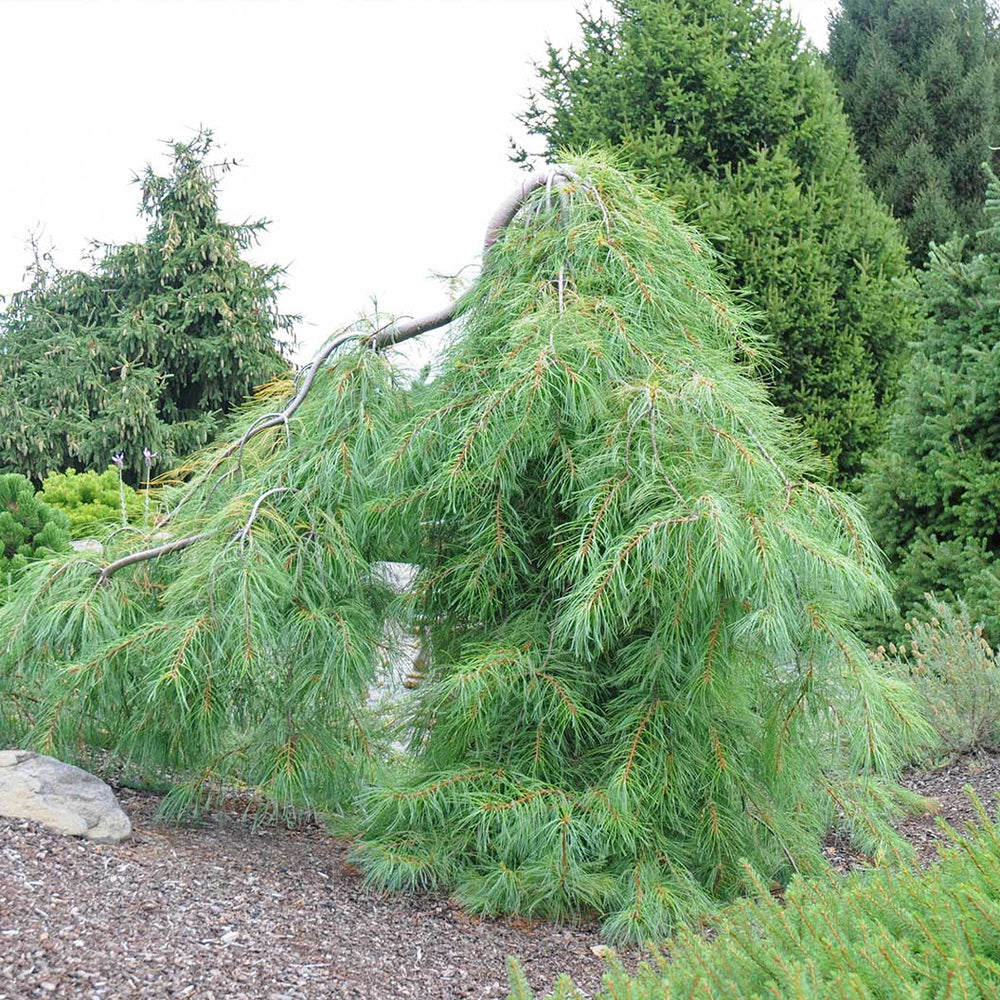 Angel Falls Eastern White Pine Tree