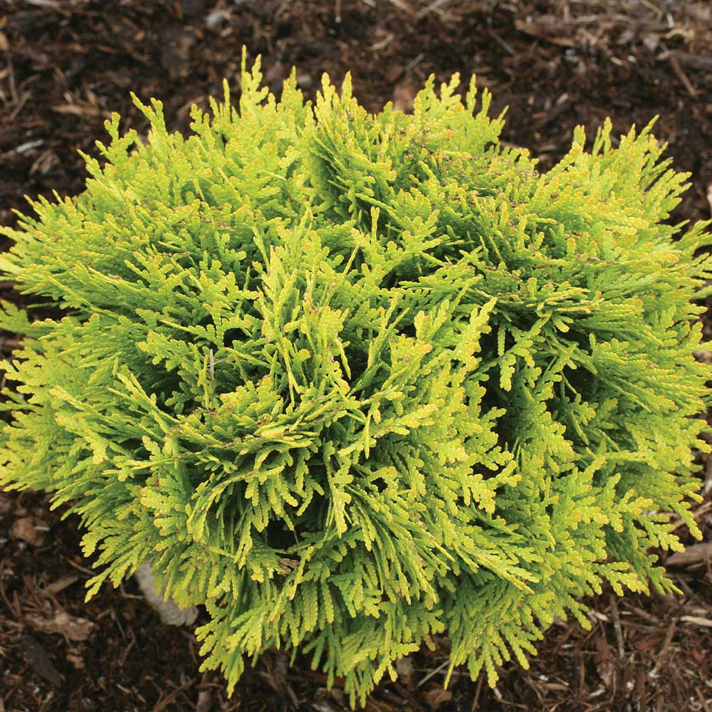 Proven Winners® ColorChoice® Anna's Magic Ball® Arborvitae Shrub