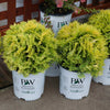 Proven Winners® ColorChoice® Anna's Magic Ball® Arborvitae Shrub