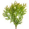 Proven Winners® ColorChoice® Anna's Magic Ball® Arborvitae Shrub