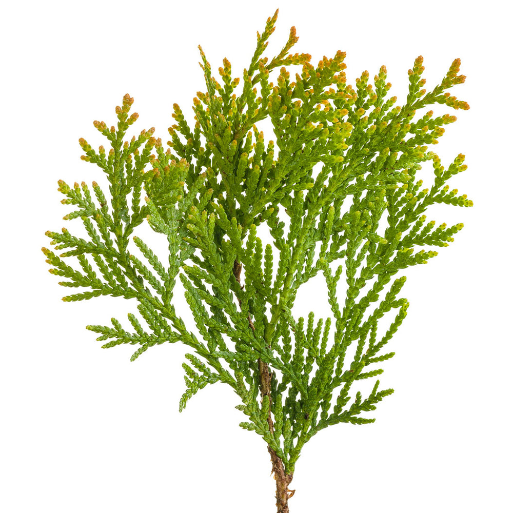 Proven Winners® ColorChoice® Anna's Magic Ball® Arborvitae Shrub