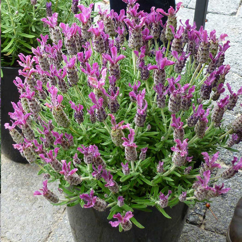 Anouk Deep Rose Lavender Plant
