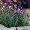 Anouk Deep Rose Lavender Plant