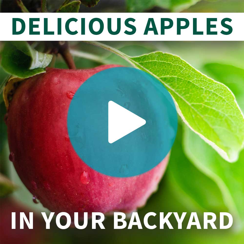 Fruit Snacks® Blushing Delight™ Columnar Apple Tree