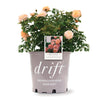 Apricot Drift® Rose