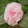 April Dawn Blush Camellia