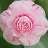 April Dawn Blush Camellia