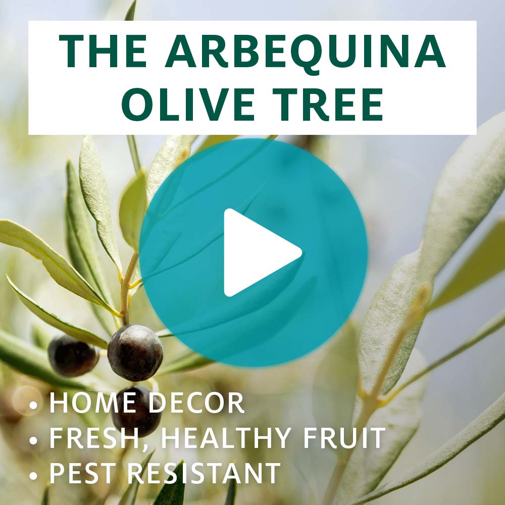 Arbequina Olive Tree