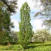 Arnold Tuliptree Tree