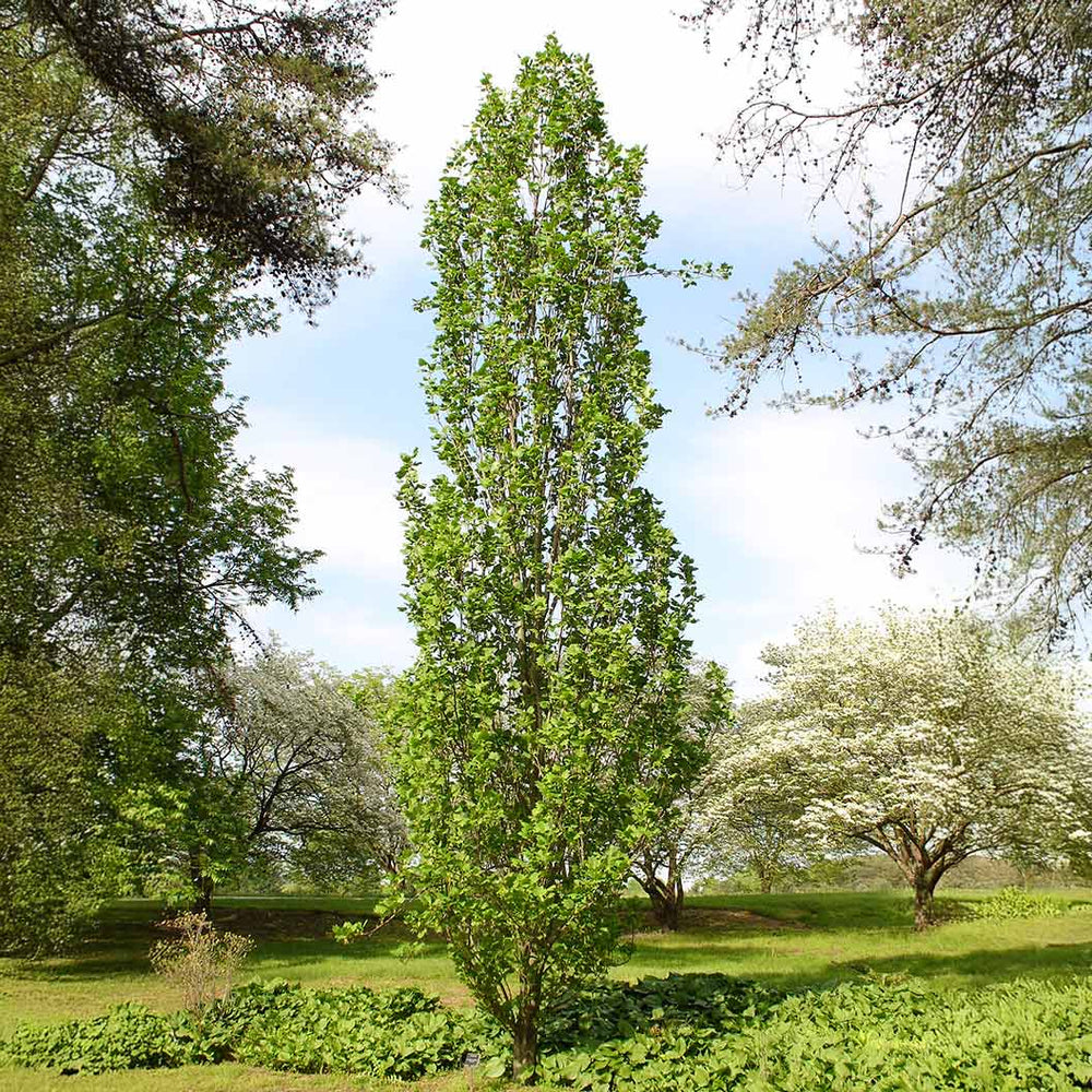 Arnold Tuliptree Tree