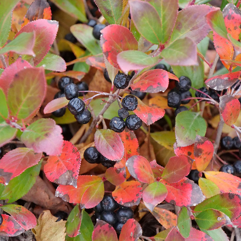 Proven Winners® Low Scape Mound® Chokeberry