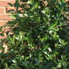 Arrow Point® Japanese Holly