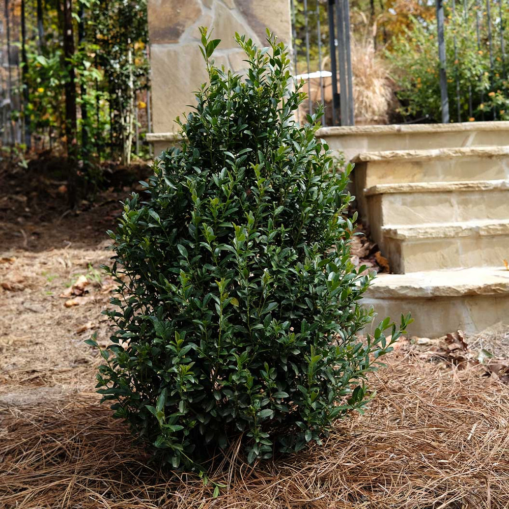 Arrow Point® Japanese Holly