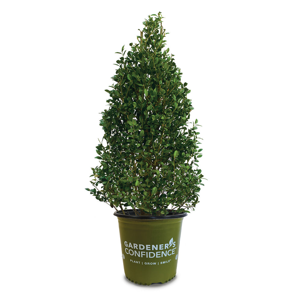 Arrow Point® Japanese Holly