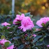 Autumn Carnation® Encore® Azalea