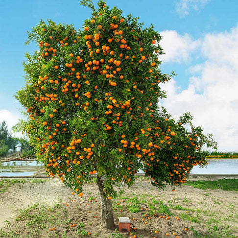 Autumn Gold Navel Orange Tree