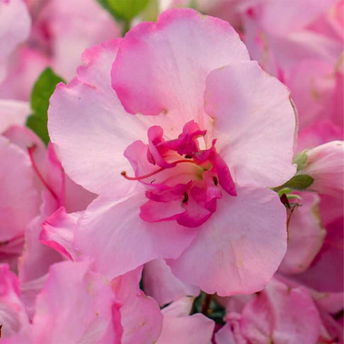 Encore Azalea® Autumn Kiss™ Shrub