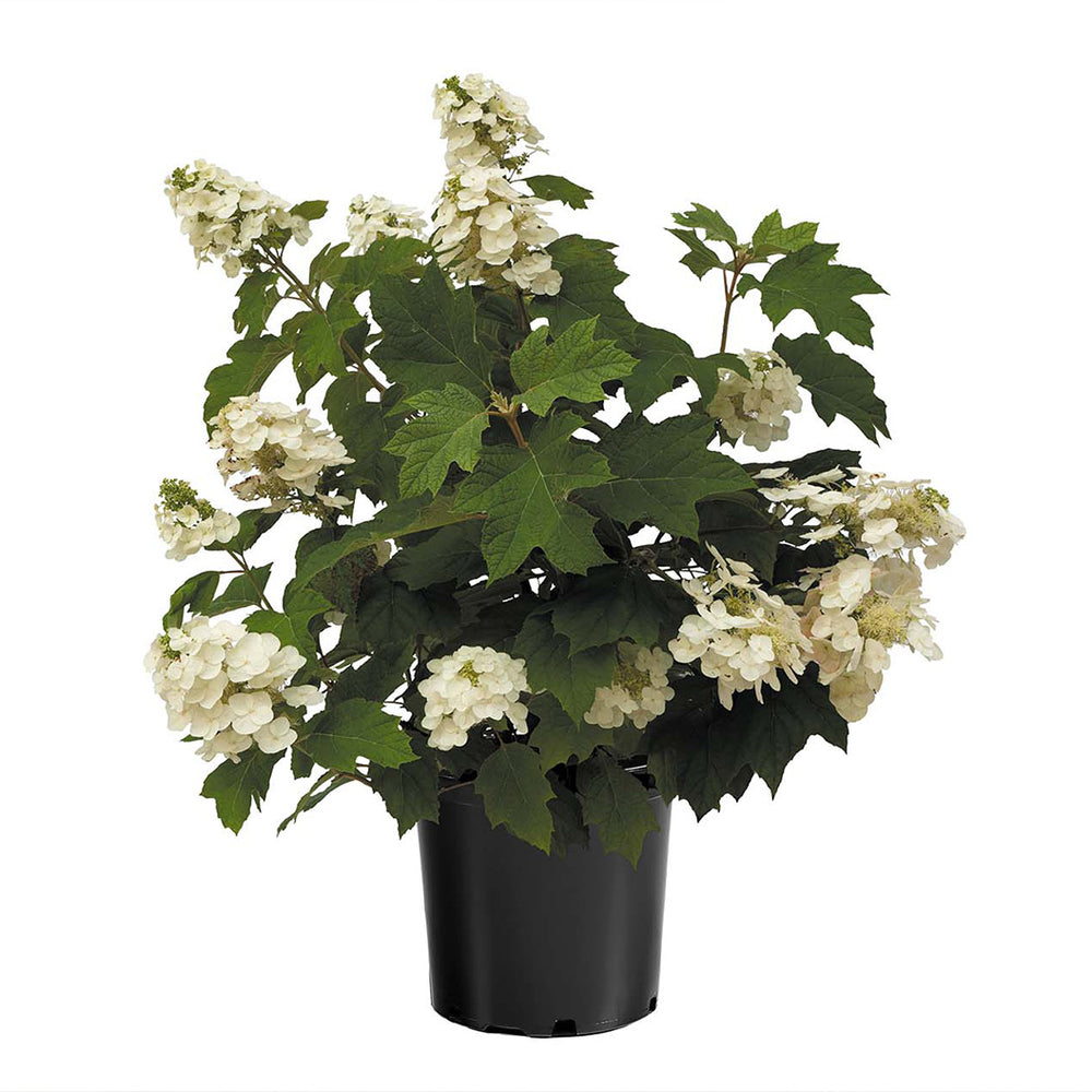 Autumn Reprise Oakleaf Hydrangea Shrub