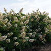 Autumn Reprise Oakleaf Hydrangea Shrub