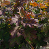 Autumn Reprise Oakleaf Hydrangea Shrub