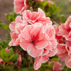 Autumn Sunburst® Encore® Azalea