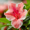 Autumn Sunburst® Encore® Azalea