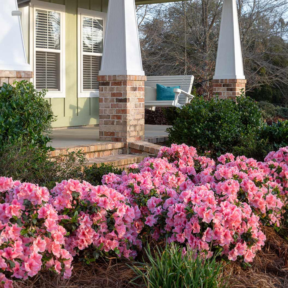 Autumn Sunburst® Encore® Azalea