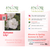 Autumn Lily® Encore® Azalea