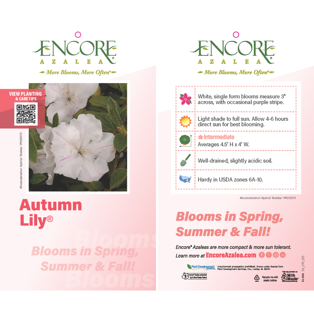 Autumn Lily® Encore® Azalea